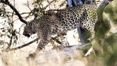 Kaçak avcılar yırtıcıları zehirliyor