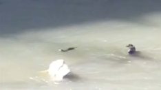 Karabük’te su samurları görüntülendi