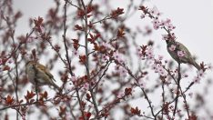 Kiraz ağaçları çiçek açtı