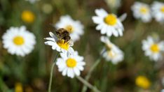 Kırklareli’nde bahar… Tarlaları papatya sardı