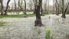 Kızılırmak Deltası’nda su papatyası güzelliği