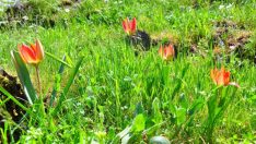 Koparmanın cezası 387 bin 142 lira