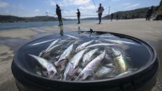 Kovalar doldu, yüzler güldü