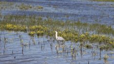 Kuş Cenneti Milli Parkı baharda gelen kuşlarla renklendi