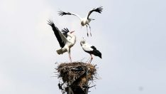 Leylekler havanın ısınmasıyla yuvalarına dönmeye başladı