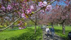 Londra’ya bahar geldi… Çiçek açan kiraz ağaçları dikkat çekti