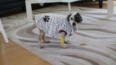 ‘Max’ hayata tutundu