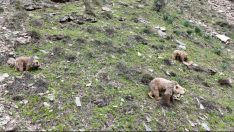 Munzur’un bozayıları kış uykusundan uyandı