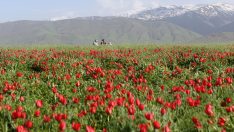Muş Ovası kırmızıya büründü… Bu görsel şölen sadece üç hafta sürecek