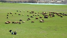 Muş’ta baharın müjdecisi: Besiciler hayvanlarını meralara çıkardı