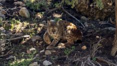 Nesli tehlike altındaki Anadolu vaşağı Antalya’da görüntülendi