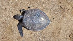 Nesli tehlikedeki yeşil deniz kaplumbağası ölüsü kıyıya vurdu
