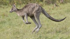 Nesli tükenmiş üç yeni kanguru türü keşfedildi