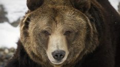 ‘Öfkeli’ ayı 5 kişiyi yaraladıktan sonra öldürüldü