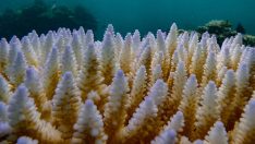 Okyanuslarda korkutan görüntüler… Mercanlar ağardı