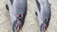 Öldürülen yunus sahile vurdu