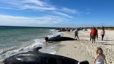 Onlarca balina kıyıya vurdu