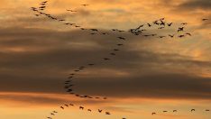 Pelikan sürüsü görüntülendi