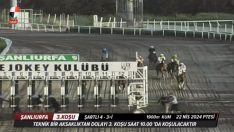 Şanlıurfa’da start makinesi unutuldu, at yarışı iptal edildi