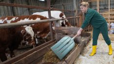 Şehir hayatından sıkıldı, tarım ve hayvancılığa başladı