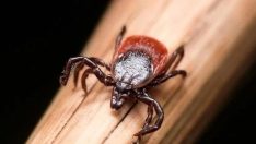 Sıcak geçen ilkbahar kabusu erken getirdi