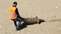 Sinop’ta ölü yunuslar karaya vurdu
