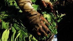 Son 11 yılda en az 689 çocuk çalışırken öldü