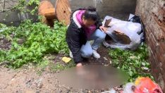 Sultangazi’de üç yavru kedi öldürülmüş halde bulundu