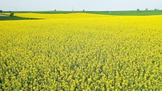 Tarlalar kanola çiçeğiyle süslendi