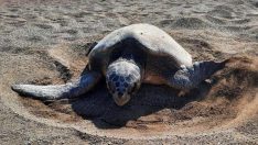 Tatilcilere caretta caretta uyarısı: Sakın dokunmayın