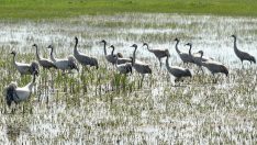 Telli turnalar 10 yıl sonra ilk kez Muş Ovası’nda görüldü