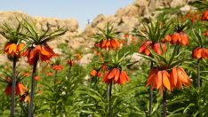 Ters lale Hakkari’de çiçek açtı