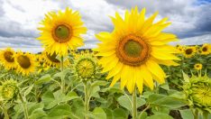 TZOB: Ayçiçek yağında ihtiyacın yarısı ithalatla karşılanıyor