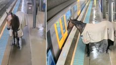 Warwick Farm’da şaşırtıcı olay: Kaçak at tren istasyonuna girdi