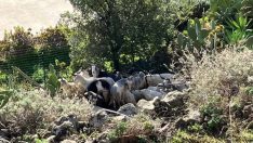 Yaban keçileri nüfusun altı katı oldu