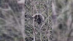 Yavru ayı ağaçta mahsur kaldı