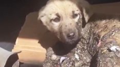 Yavru köpekler zifte bulandı