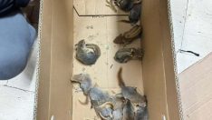 Yavru sincapları satan 3 kişiye 174 bin TL ceza