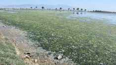 Yüzlerce kuş türüne ev sahipliği yapan Çakalburnu Dalyanı deniz maruluyla kaplandı