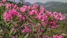 Zakkumlar çiçek açtı: Dağlar renklendi