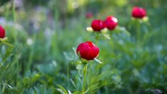 15 günlük kan kırmızısı mucize: İtecik lalesi koruma altında