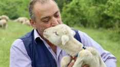 20 günlük kuzu sahibinin peşinden ayrılmıyor