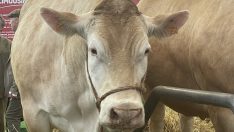 2023’te kırmızı et üretimi arttı, çiğ süt üretimi azaldı