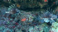 Aslan balığı tehlikesi: Yerli balıklar yok oluyor mu?