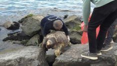 Avcılar sahilinde ölü caretta caretta bulundu
