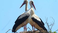 Aydın’da geçen yıla göre 74 leylek azaldı