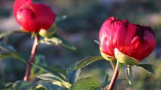 Ayı gülü çiçek açtı