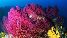 Ayvalık’ın kırmızı mercanları