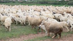 Baharın müjdecisi kuzular anneleriyle buluştu