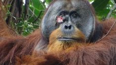 Bir ilk: İnsanlar gibi şifalı bitkilerle kendini tedavi ediyor